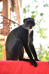 #makak #monkey #mammal #kenia #africa #beauty #wild nature #nature  #wild  #freedom