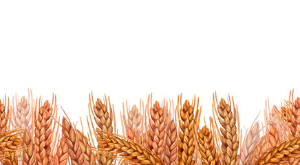 Watercolor spikelets of rye product illustration seamless banner. Painted isolated natural organic fresh wheat eco food on white background