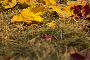background of autumn leaves and straw and hay
