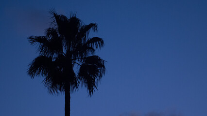 Backlit palm trees against blue sky at sunset