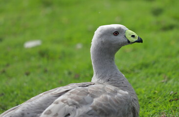 Portrait photo of a Cape Barren goose.