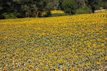 Fototapeta premium Huge field of sunflowers fill the frame in France