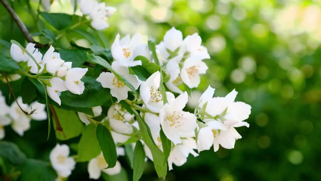 Beautiful white jasmine blossom flowers in spring time. Background with flowering jasmin bush. Inspirational natural floral spring blooming garden or park. Flower art design. Aromatherapy concept