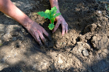male hands level the ground after planting a small oak sapling. struggle for the improvement of ecology and greening of the planet