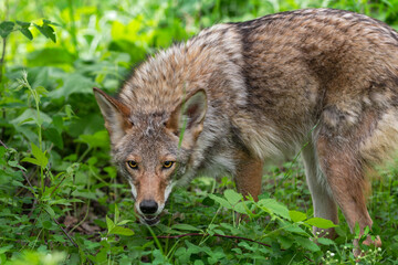 Adult Coyote (Canis latrans) Looks Out From Grass Mouth Open Summer