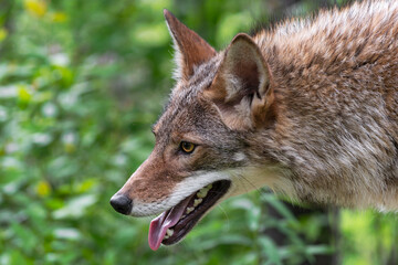 Fototapeta premium Adult Coyote (Canis latrans) Closeup Mouth Open Summer