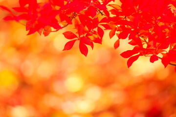 autumn leaves background