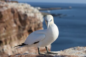 northern gannet
