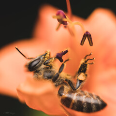 Bee in a flower