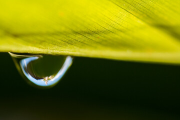 GOTA ROCIO