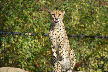 A cheetah licks her chops as she watches visitors to her enclosure at a zoo.