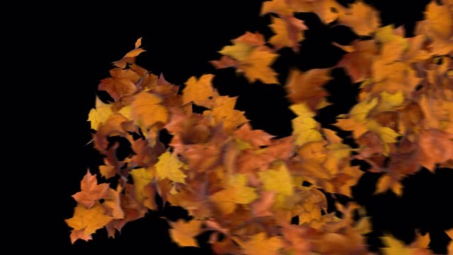 Maple Leaves Getting Blown With Wind and Revealing Background.