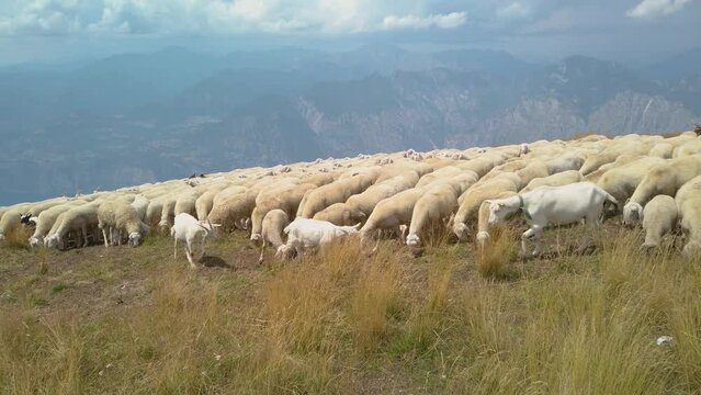 Grazing sheep and goats on a mountain top