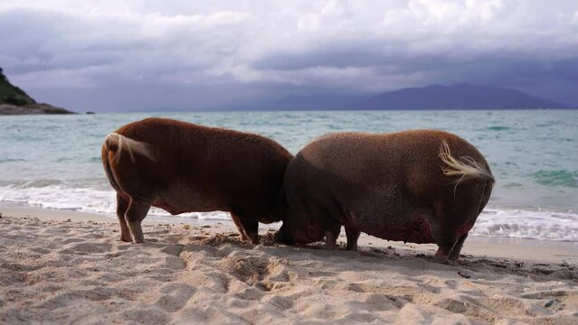 two pigs digging the sand on a tropical beach