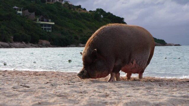 The pig is looking for crabs in sand on the beach