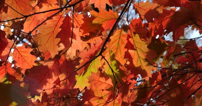 Red autumn leaves of Canadian oak on tree branches.
