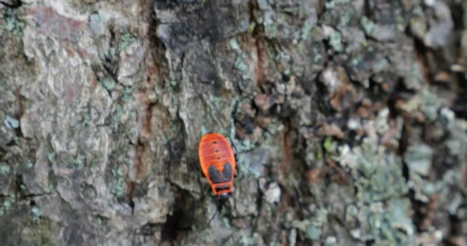 The firebug, Pyrrhocoris apterus, is a common insect