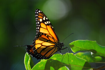 Obraz na płótnie Canvas Monarch Butterfly sideview
