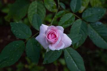 the beauty of pink roses