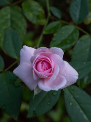 the beauty of pink roses