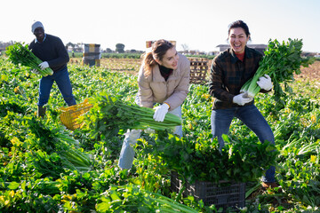 Positive farmers harvesting celery together in the field