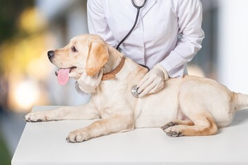 Veterinarian doctor with cute domestic dog in clinic