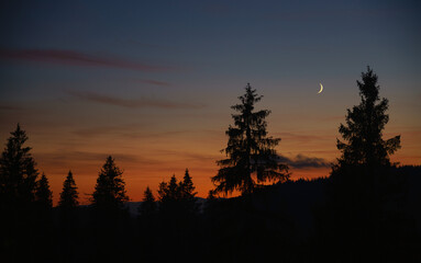Fototapeta premium View of moon in blue hour after sunset with pine tree silhouette