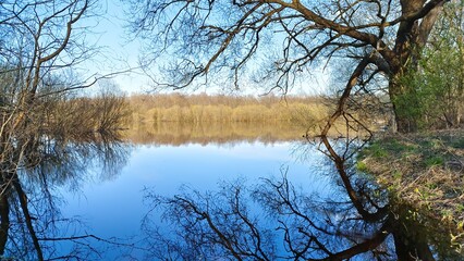 Obraz premium In spring, the river overflows and the water floods the banks with grass, bushes, and trees growing on them. Young foliage blooms. The trees and blue sky are reflected in the calm water. Sunny weather