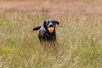 A dog running across a field with a ball in its mouth.