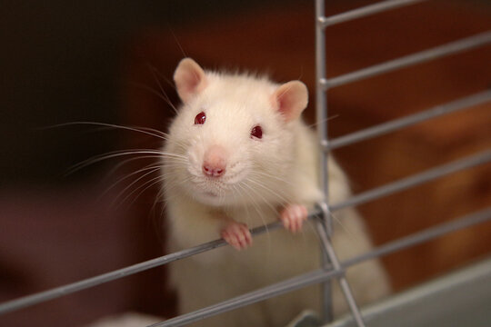 white rat looks out of a cage, albino rat