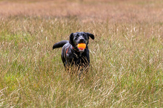 A dog running across a field with a ball in its mouth.