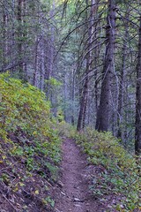 Bear Canyon hiking trail views by Mount Timpanogos Peak Wasatch Range, Utah. USA.  