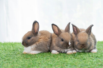 Adorable baby rabbits ears bunny sitting together on the green grass. Family tiny furry baby brown white bunny rabbits playful on the meadow. Easter family animal pet bunny concept.