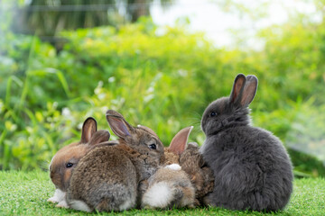 Group of cuddly furry rabbit bunny sitting and lying down together on green grass natural background. Baby fluffy rabbit black, brown bunny family sitting on field. Easter newborn bunny family concept