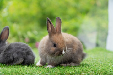 Lovely furry baby rabbit bunny sitting on green grass over bokeh nature background. Infant mammal rabbit white brown bunny playful on green fresh meadow springtime.Easter animal new born bunny concept