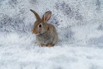 Lovely healthy baby rabbit ear bunny sitting on grey background. Little tiny furry brown grey infant bunny bright eyes rabbit watching something sitting on carpet white background. Easter animal pet.