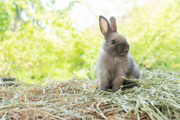 Little baby rabbit bunny playful on dry straw over bokeh spring green background. Healthy cuddle...