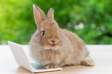 Newborn tiny rabbit furry bunny small laptop online sitting on bokeh green background. Lovely baby rabbit cleaning body sitting with laptop on wooden natural background. Easter fluffy pet technology.