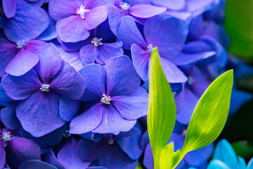 Blue Hydrangea or Hydrangea macrophylla or Hortensia flowers. Macro depth of field for soft focus...