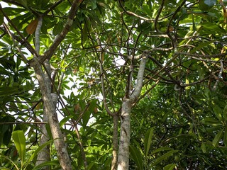 Cerbera odollam tree in the morning