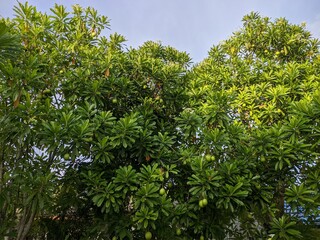 Fototapeta na wymiar Cerbera odollam tree in the morning