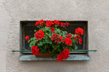Naklejka premium beautiful flowers stand on the background of the wall