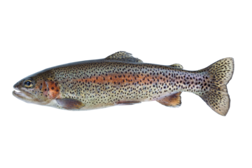 Rainbow trout fish on transparent background for seafood concept 