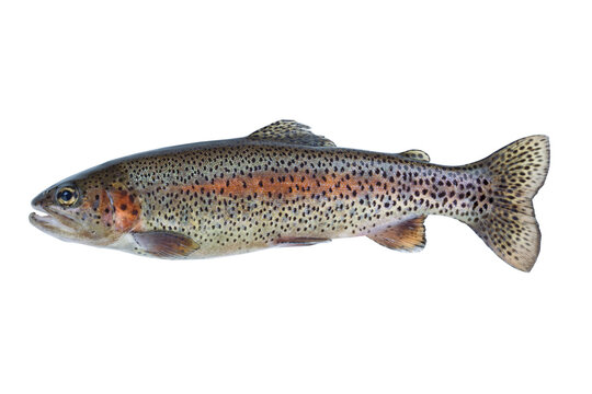 Rainbow trout fish on transparent background for seafood concept 