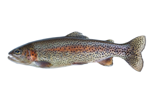 Rainbow trout fish on transparent background for seafood concept 
