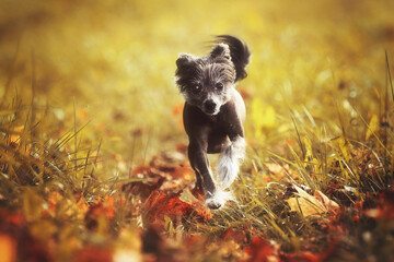 Herbst: Chinesischer Schopfhund rennt im bunten Herbstlaub