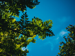 leaves against blue sky