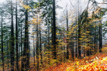 Foreste Casentinesi, forest in autumn, mystery mood