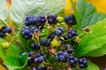 Fresh wild blackberries on wooden background. 