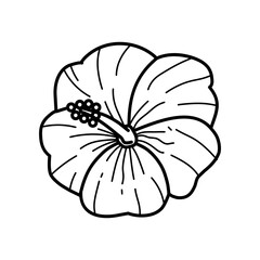 hibiscus flower line art vector